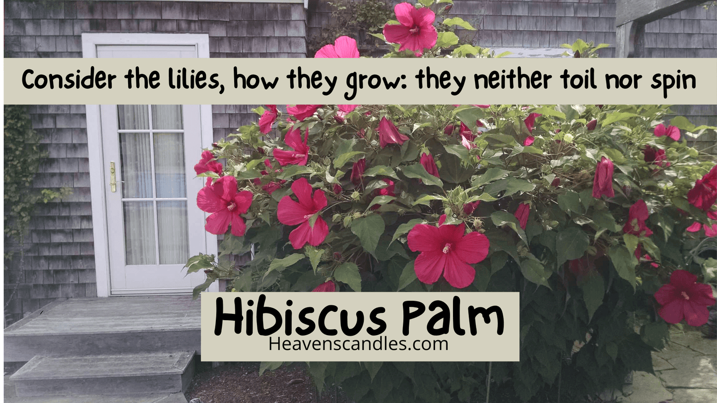 Hibiscus Palm (Strong)