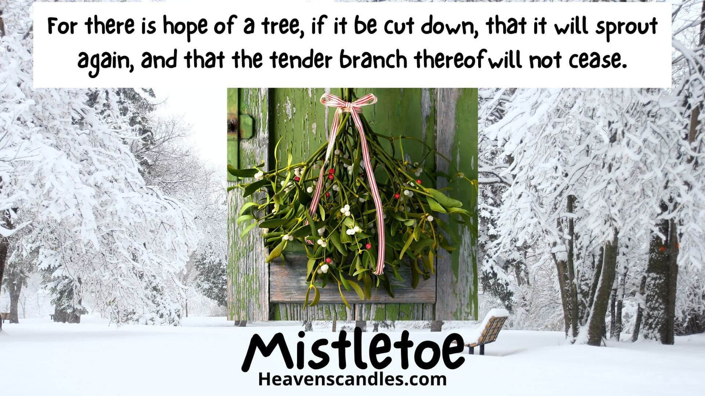 Mistletoe (Mild)