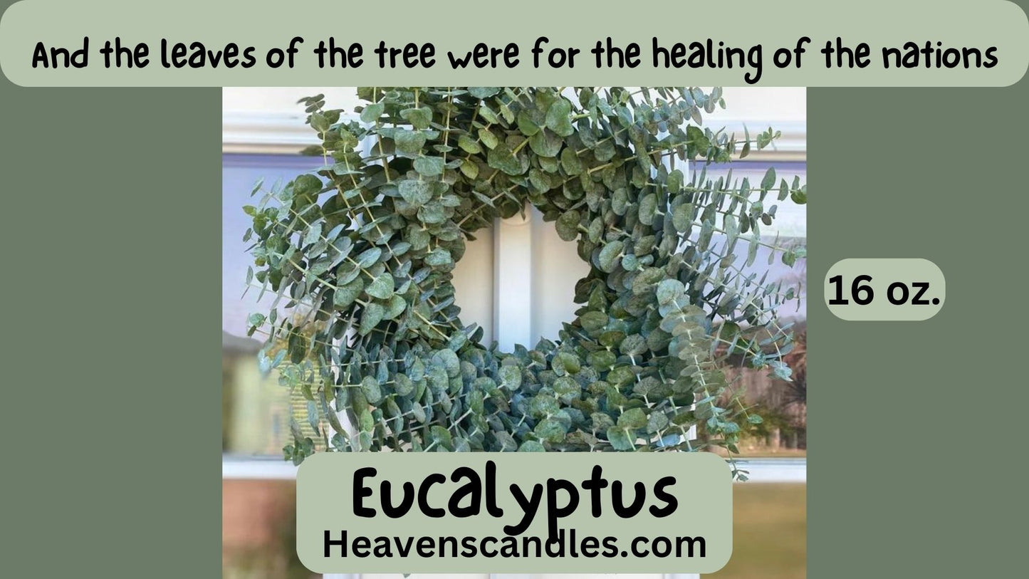 Eucalyptus (Strong)