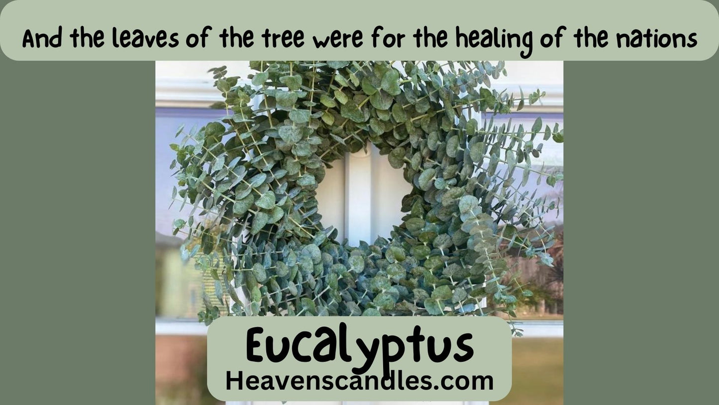 Eucalyptus (Strong)