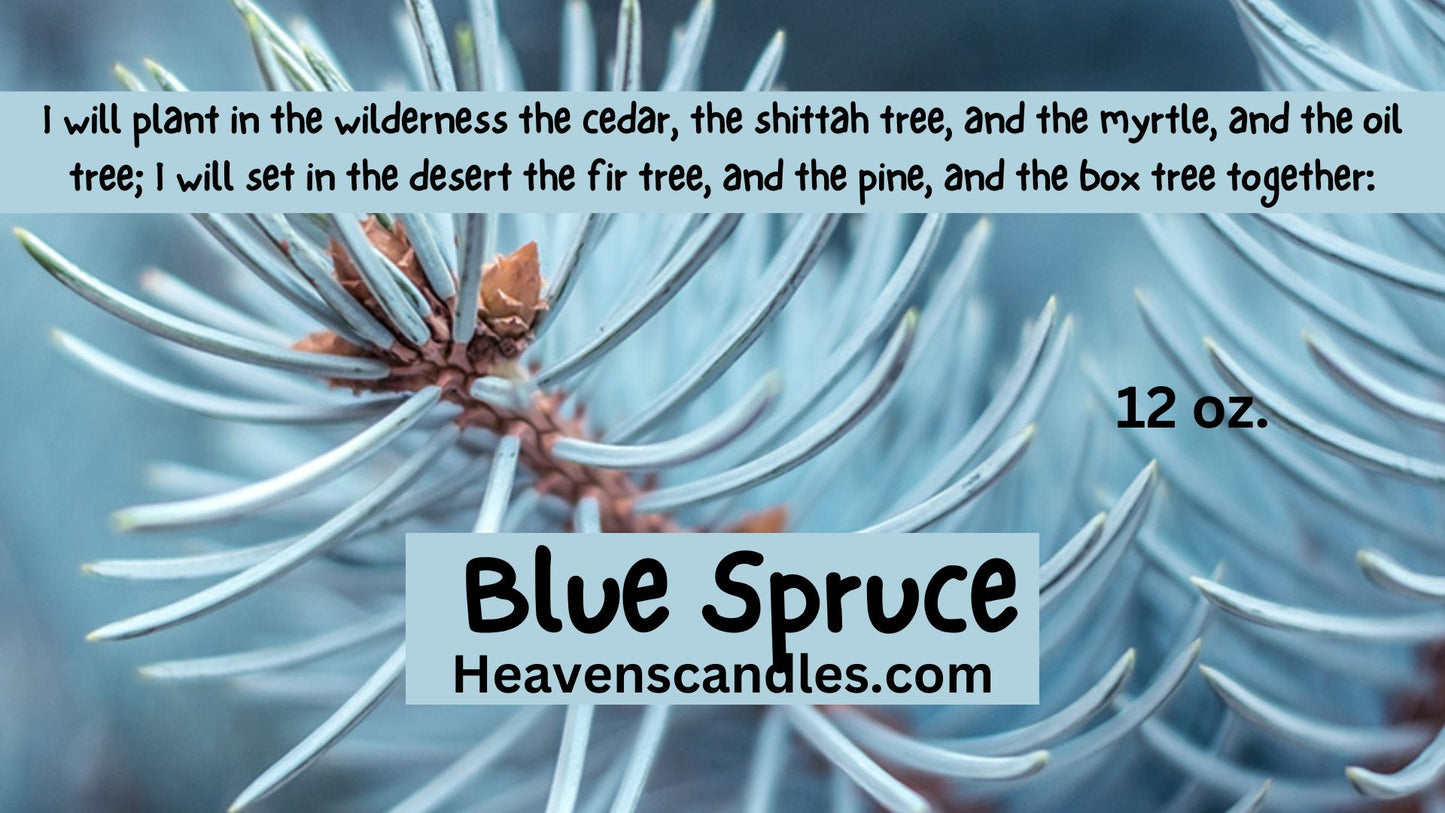 Blue Spruce (Mild)