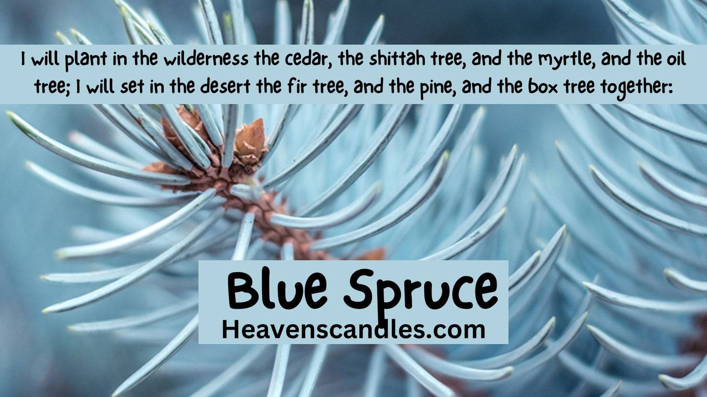 Blue Spruce (Mild)