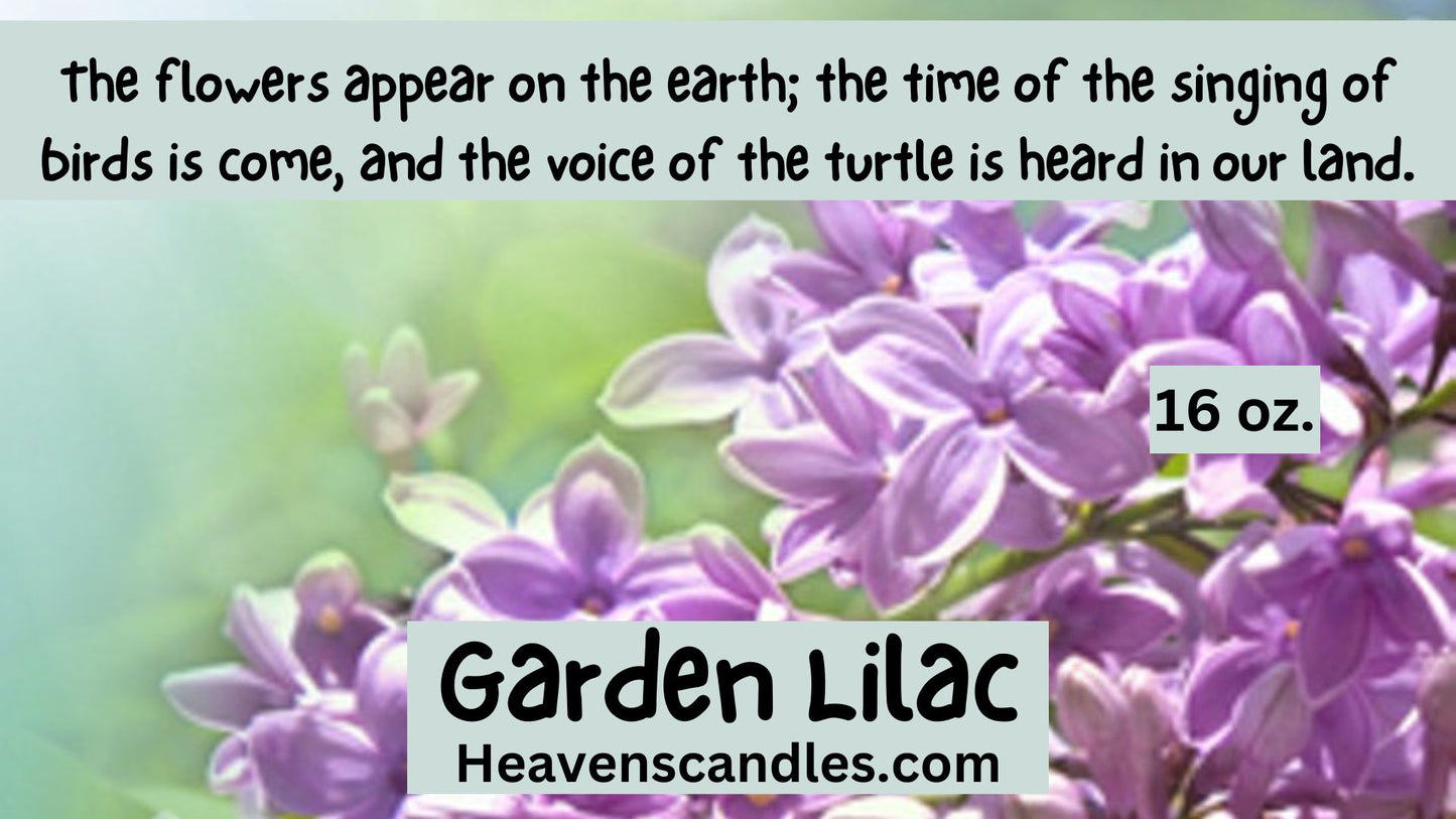 Garden Lilac