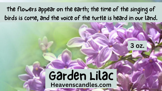 Garden Lilac