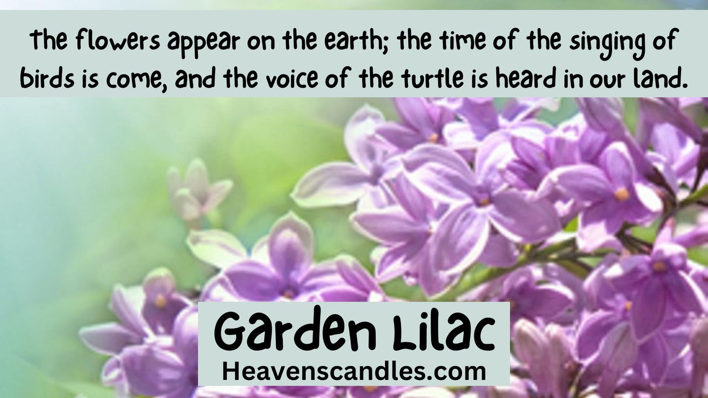 Garden Lilac