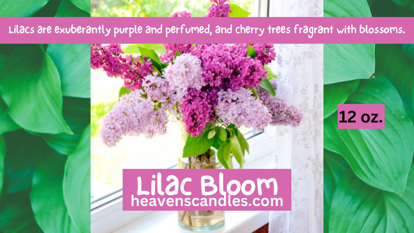 Lilac Bloom