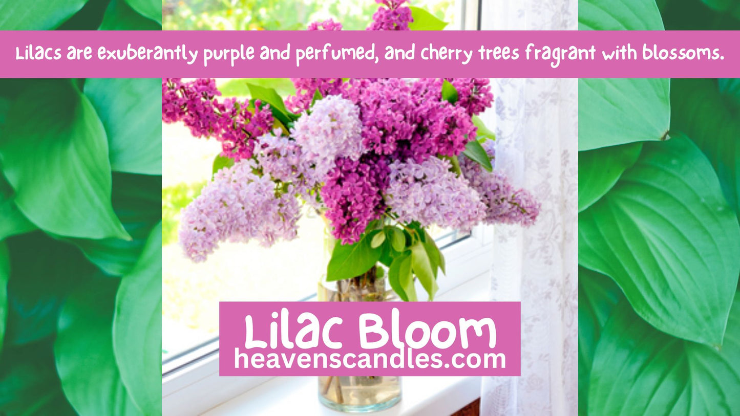 Lilac Bloom