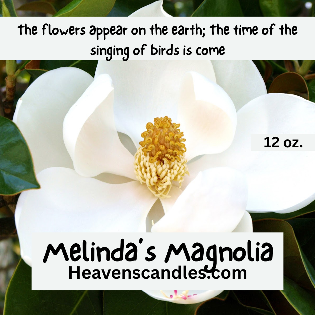 Melinda’s Magnolia (Mild)