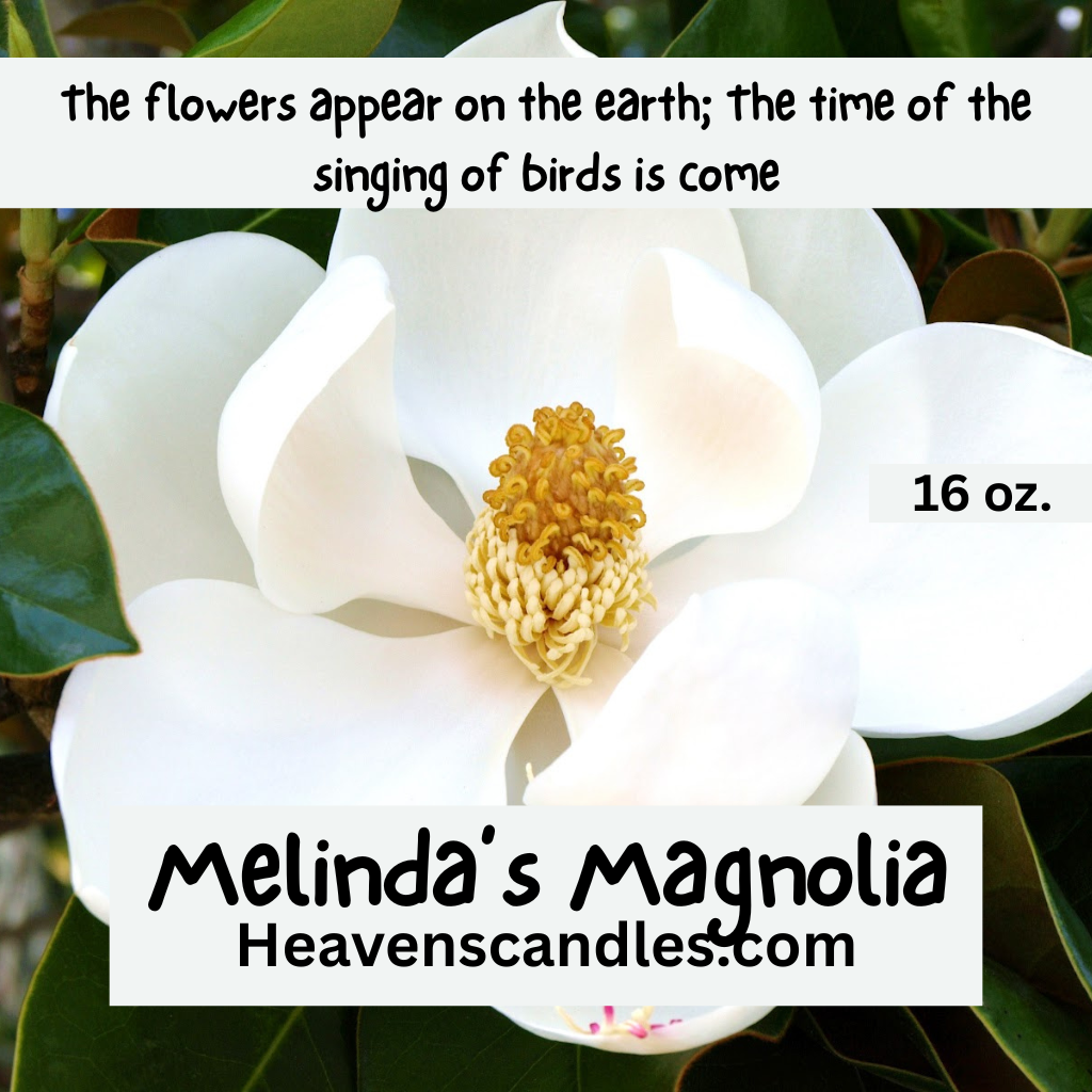 Melinda’s Magnolia (Mild)
