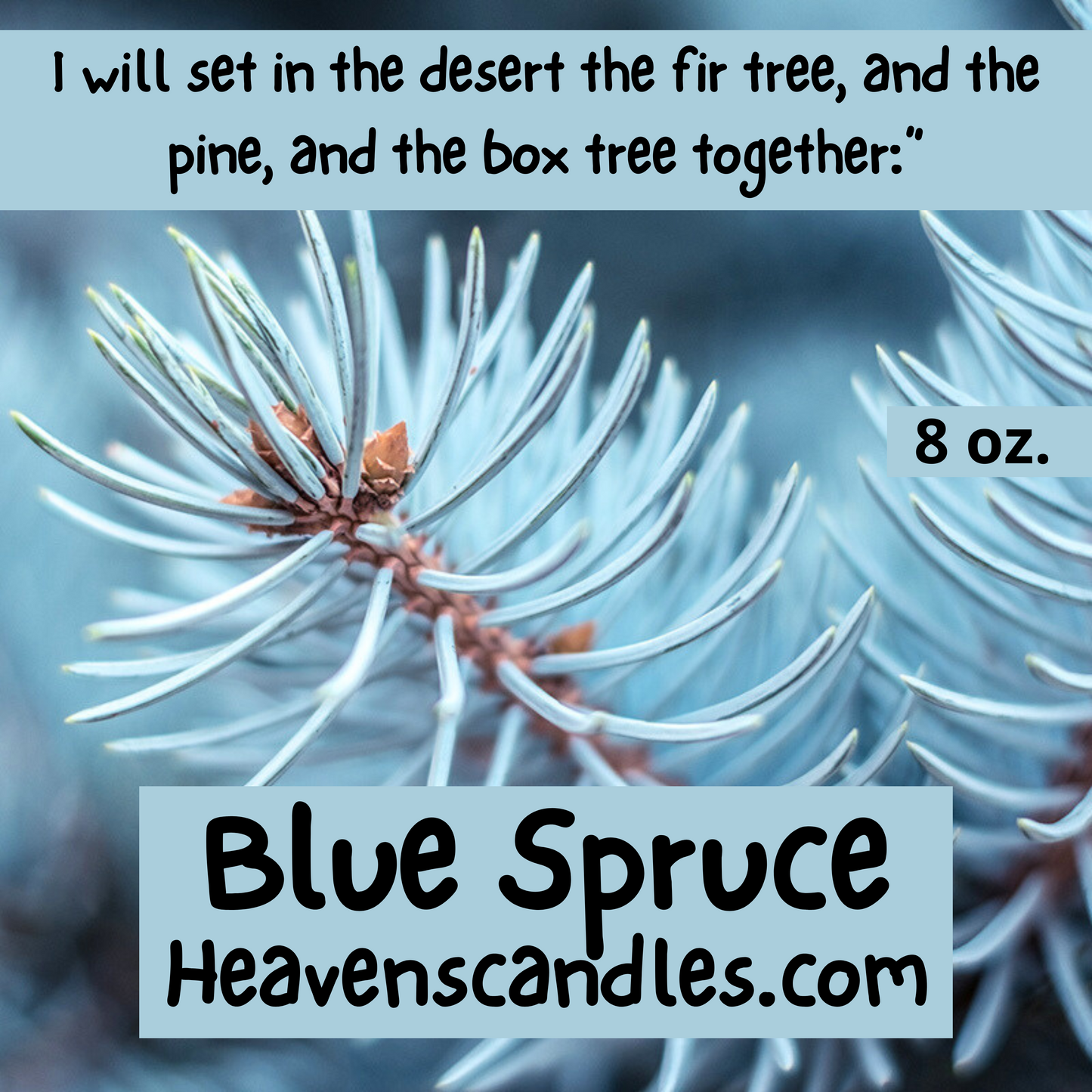 Blue Spruce (Mild)