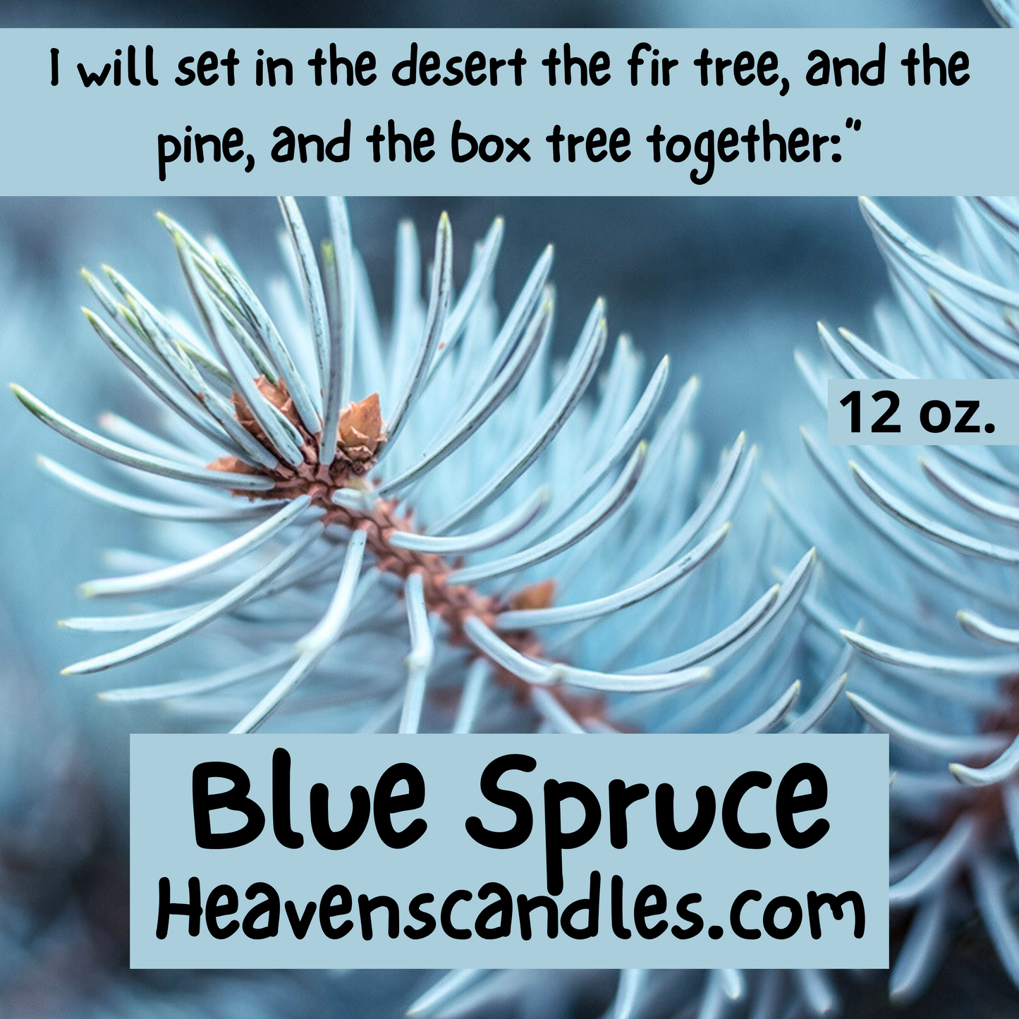 Blue Spruce (Mild)