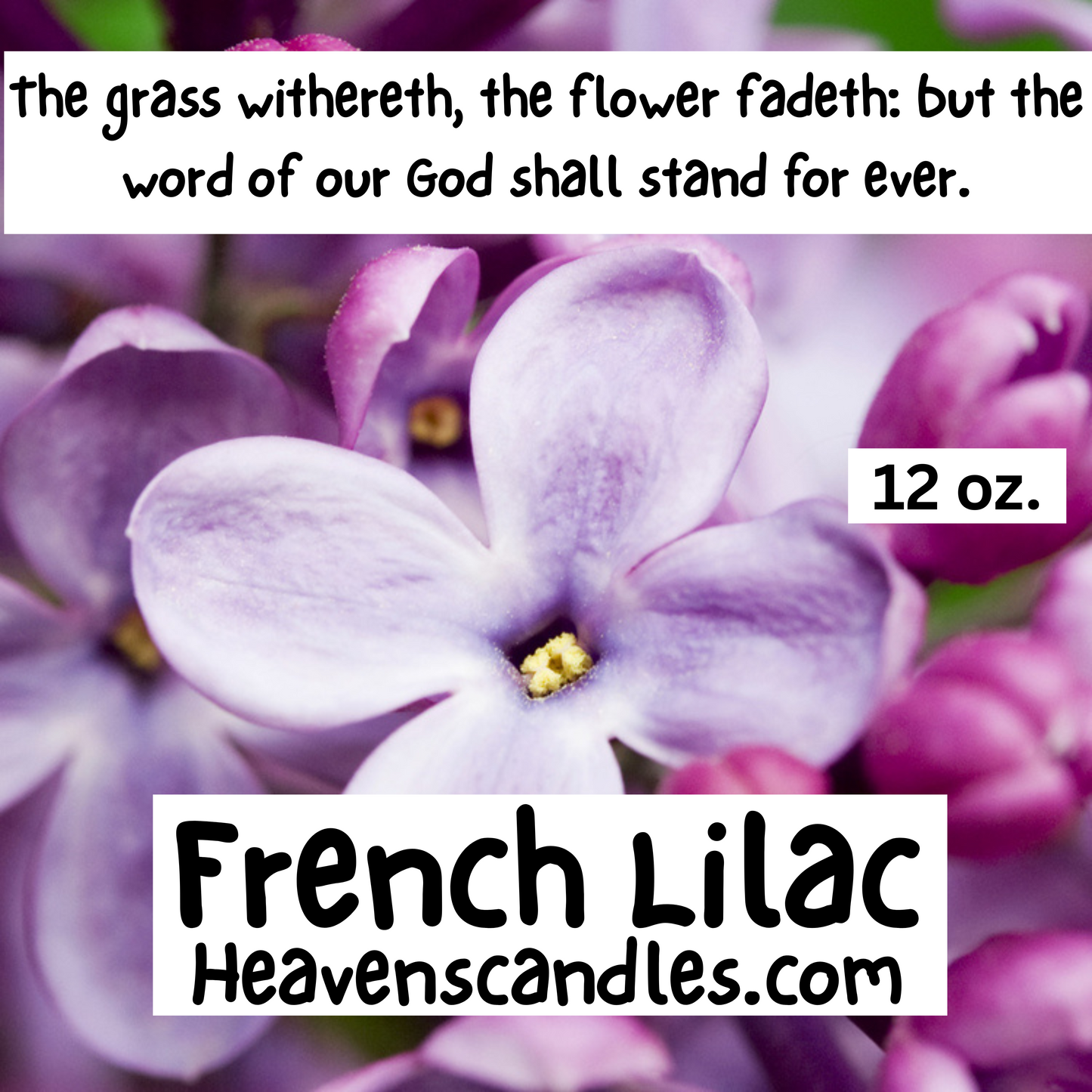French Lilac (Strong)